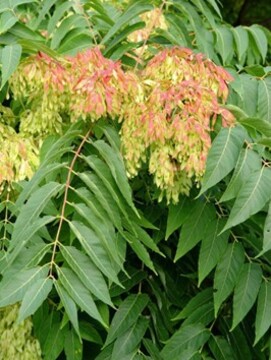 Veliki pajesen Foto lifeisagarden